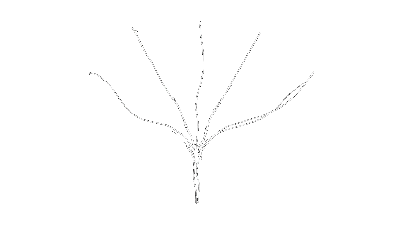 A single root branching into many separate lines